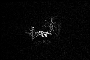 Dwig · Artist Profile